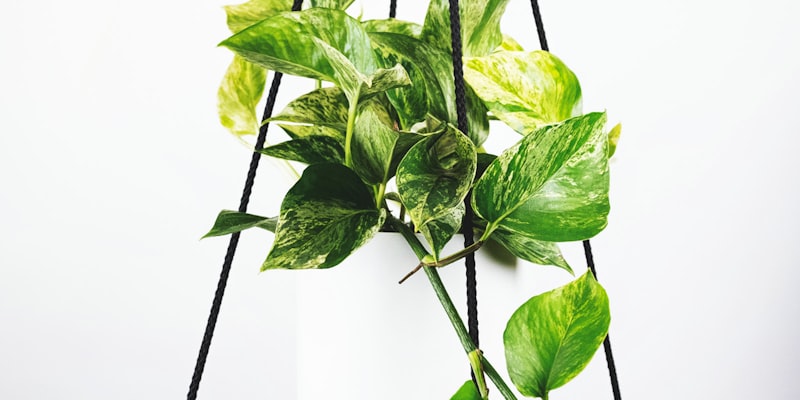 国际足联世界杯比赛现场盛况 - 球迷欢呼与绿茵场